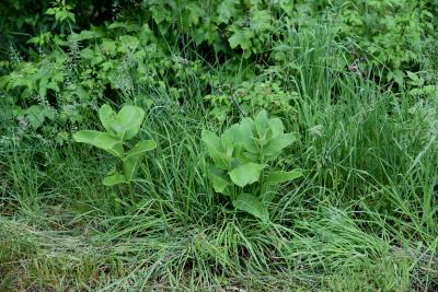 Asclepias syriaca (Common Milkweed), habit, spring