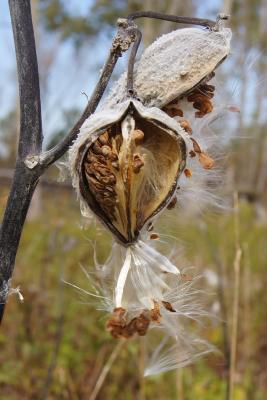 Asclepias syriaca (Common Milkweed), fruit, mature, seed