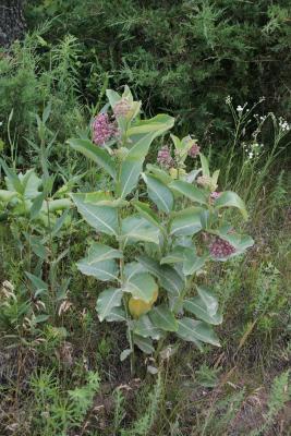 Asclepias syriaca (Common Milkweed), habit, summer