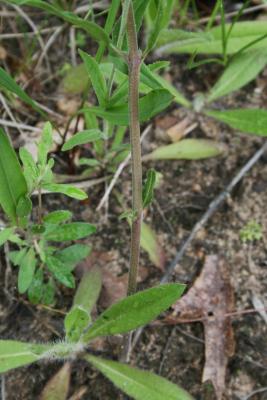 Asclepias viridiflora (Green Milkweed), bark, stem