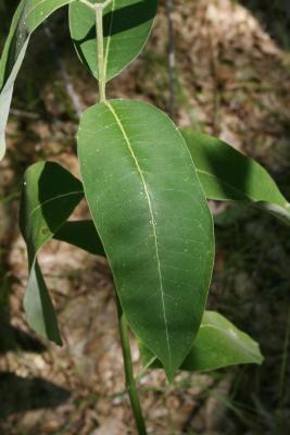 Asclepias syriaca (Common Milkweed), leaves, upper surface