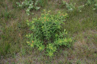 Asclepias tuberosa (Butterfly Milkweed), habit, summer