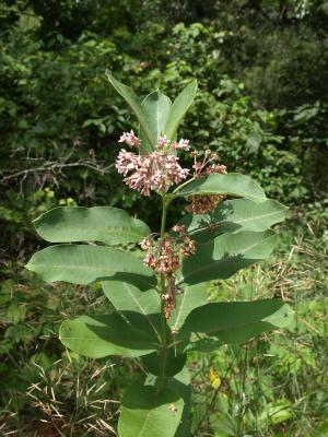 Asclepias syriaca (Common Milkweed), habit, summer