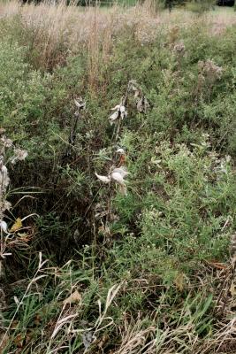 Asclepias syriaca (Common Milkweed), habit, fall