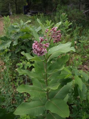 Asclepias syriaca (Common Milkweed), habit, summer, inflorescence
