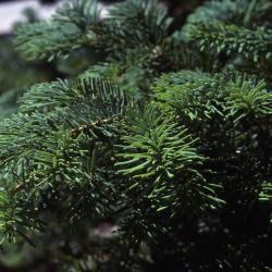 Abies amabilis (Dougl.) Forbes (Pacific silver fir), branch tips, needles