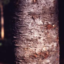 Abies amabilis (Dougl.) Forbes (Pacific silver fir), bark