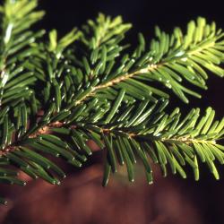Abies amabilis (Dougl.) Forbes (Pacific silver fir), branch tip, needles
