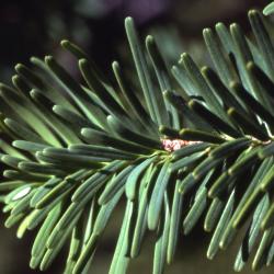 Abies amabilis (Dougl.) Forbes (Pacific silver fir), needles