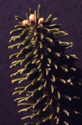 Abies sp. (fir), branch tip, needles