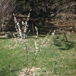 Abeliophyllum distichum Nakai (white-forsythia), branches, flowers