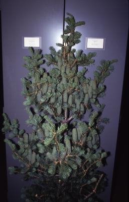 Abies concolor (Hook.) Nutt. (white fir), habit