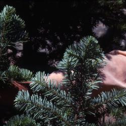 Abies lasiocarpa (Hook.) Nutt. (subalpine fir) [left] and Abies amabilis (Dougl.) Forbes (Pacific silver fir) [right],  branches, needles