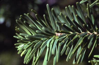 Abies amabilis (Dougl.) Forbes (Pacific silver fir), needles