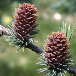 Abies balsamea (L.) Mill. (balsam fir), branch with seed cones