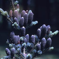 Abies balsamea (L.) Mill. (balsam fir), young cones