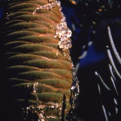 Abies concolor (Hook.) Nutt. (white fir), cones
