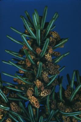 Abies balsamea (L.) Mill. (balsam fir), cones