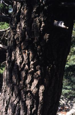 Abies concolor (Hook.) Nutt. (white fir), trunk, bark
