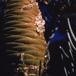 Abies concolor (Hook.) Nutt. (white fir), cone