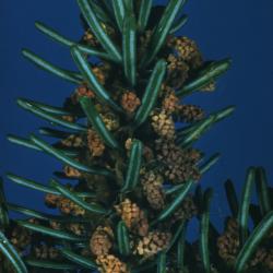 Abies balsamea (L.) Mill. (balsam fir), cones