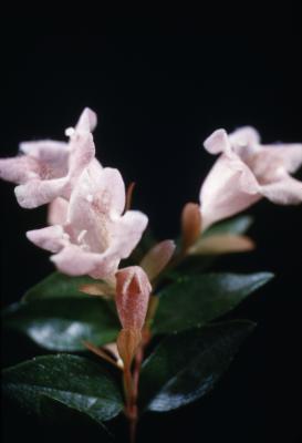 Abelia ‘Edward Goucher’ (Edward Goucher abelia), flowers, bud
