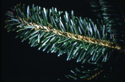Abies fraseri (Pursh) Poir. (Fraser’s fir), branch, needles