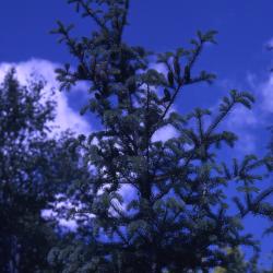 Abies balsamea (L.) Mill. (balsam fir), crown habit