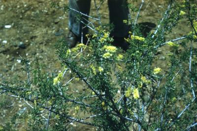 Acacia constricta (whitethorn acacia), habit 