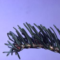 Abies grandis (Dougl. ex D. Don) Lindl. (grand fir), branch tip