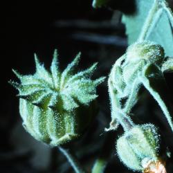 Abutilon theophrasti (velvet leaf), seed pod