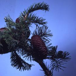 Abies grandis (Dougl. ex D. Don) Lindl. (grand fir), branches, needles, pine cones