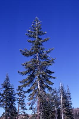Abies magnifica A. Murray (California red fir), crown habit