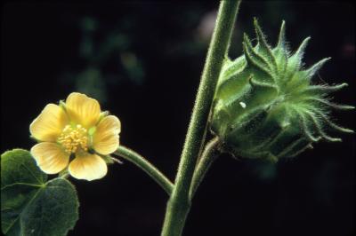 Abutilon theophrasti (velvetleaf), stem, flower, seed pod