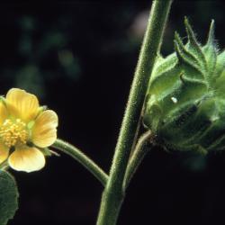 Abutilon theophrasti (velvetleaf), stem, flower, seed pod