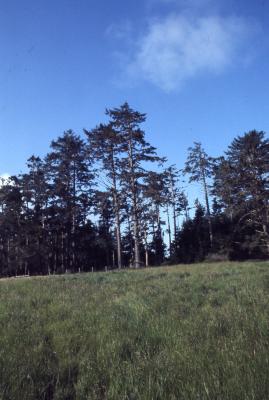 Abies grandis (Dougl. ex D. Don) Lindl. (grand fir), habit