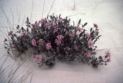 Abronia villosa (desert sand-verbena), habit