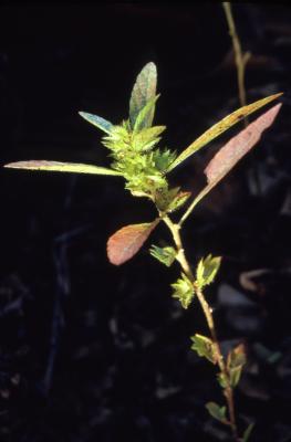 Acalypha gracilens A. Gray (slender threeseed mercury), habit

