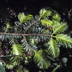 Abies grandis (Dougl. ex D. Don) Lindl. (grand fir), branchlet
