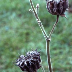 Abutilon theophrasti (velvetleaf), stems, seed pods

