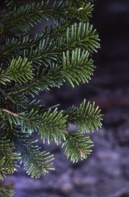 Abies lasiocarpa (Hook.) Nutt. (subalpine fir), branch tips