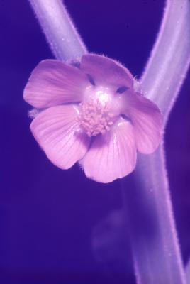 Abutilon theophrasti (velvetleaf), flower
