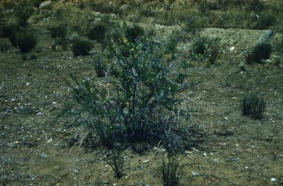 Acacia greggii (catclaw acacia), habit