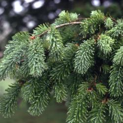 Abies grandis (Dougl. ex D. Don) Lindl. (grand fir), branch habit