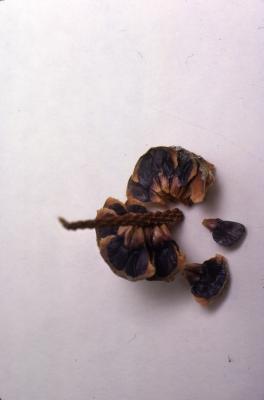 Abies fraseri (Pursh) Poir. (Fraser’s fir), pine cone, seeds