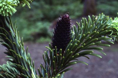 Abies lasiocarpa (Hook.) Nutt. (subalpine fir), branch tips and cones