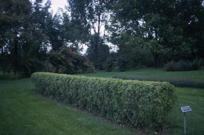 Acanthopanax sieboldianus,  hedge form