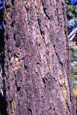 Abies magnifica A. Murray (California red fir), trunk
