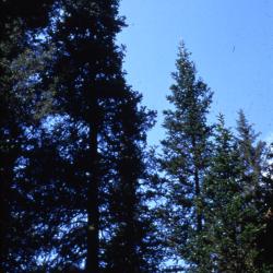 Abies sibirica Ledeb. (Siberian fir), habit