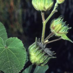 Abutilon theophrasti (velvetleaf), flowers, bud, stem